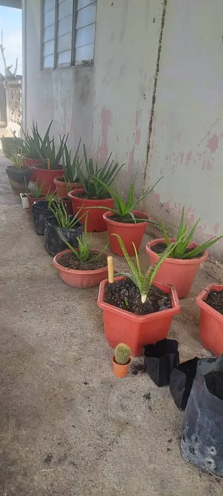 ladang_rekaflex1